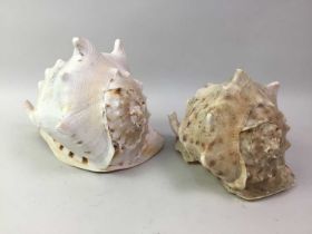 TWO GIANT CONCH SHELLS,