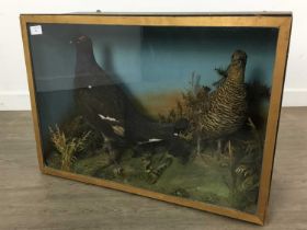 TAXIDERMY MALE AND FEMALE BLACK GROUSE, (LYRUS TETRIX)