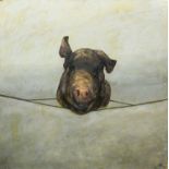 * CRAIG MULHOLLAND (SCOTTISH b. 1969), PIG'S HEAD STUDY