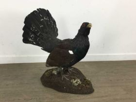 TAXIDERMY WESTERN CAPERCAILLIE, (TETRAO UROGALLUS), BY GEORGE C. JAMIESON OF EDINBURGH