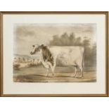 C. MOODY AFTER B. HUBBARD, THE PRIZE HEIFER, FLOWER, CIRCA 1846