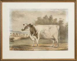 C. MOODY AFTER B. HUBBARD, THE PRIZE HEIFER, FLOWER, CIRCA 1846