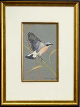 * RALSTON GUDGEON RSW (SCOTTISH 1910 - 1984), WHEATEAR