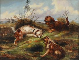 Follower of George Armfield - Three Terriers, oil on board, 31 x 40cm Cleaned, showing old paint