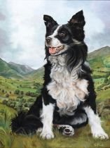 G. Plant, 20th c - Portrait of a Border Collie, signed, oil on canvas, 60 x 44cm Good condition.