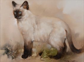 English School, 20th c - Portrait of a Siamese Cat, indistinctly signed, oil on canvas, 36.5 x