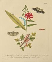 Natural History, Entomology. Albin (Eleazar) & Derham (William, FRS), A Natural History of English