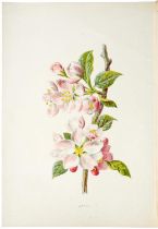 Botany. Hulme (F.E., FLS, FSA), Familiar Wild Flowers, with Coloured Plates, 75 numbers only,