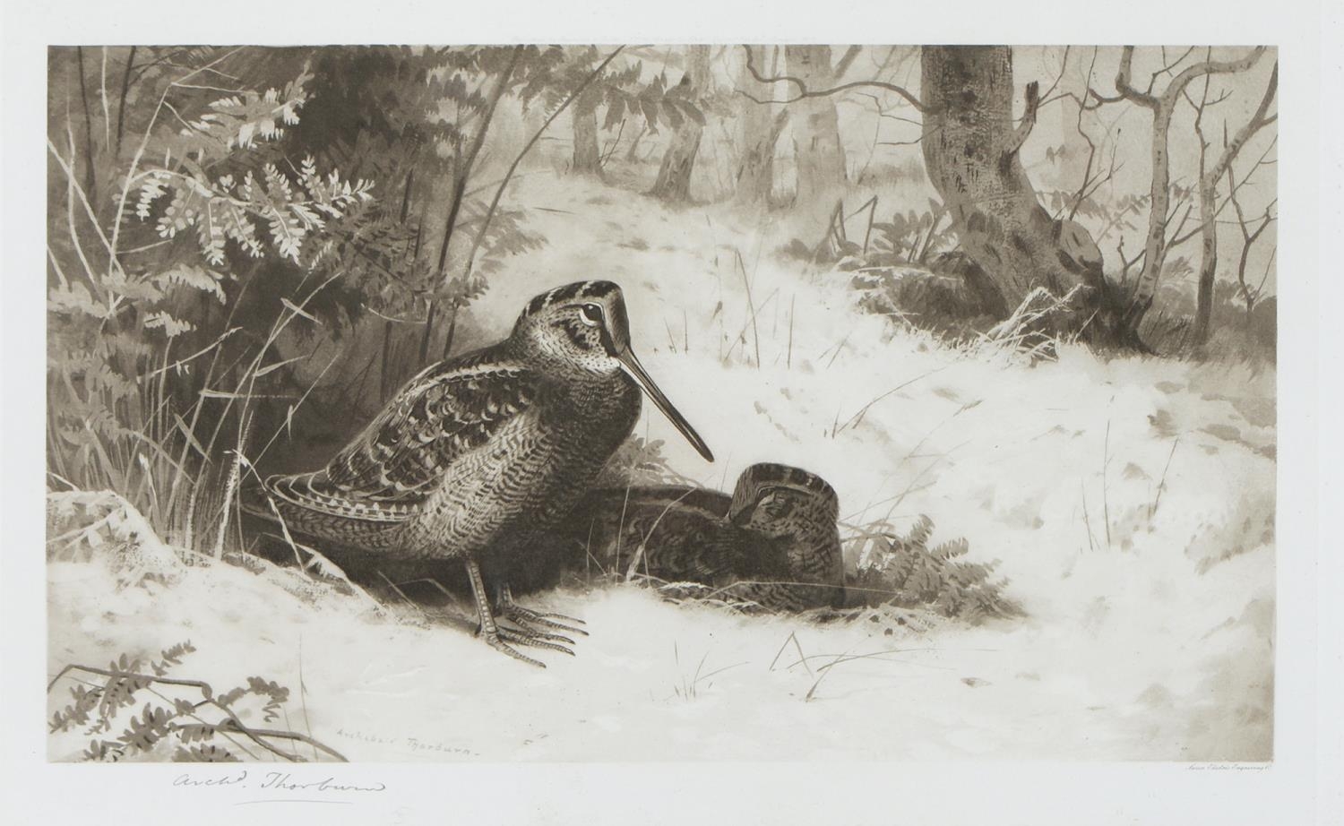 Archibald Thorburn (1860-1935) - Game Birds and Wild Fowl,  photogravures, a set of five, by the - Image 3 of 11