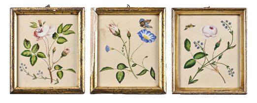 English School, 19th c - Botanical Subjects, a set of three, watercolour, 19 x 15.5cm (3) Slightly