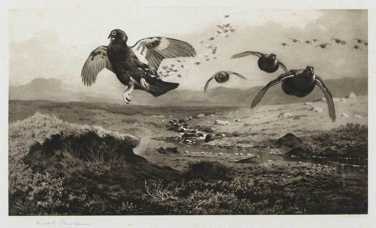 Archibald Thorburn (1860-1935) - Game Birds and Wild Fowl,  photogravures, a set of five, by the