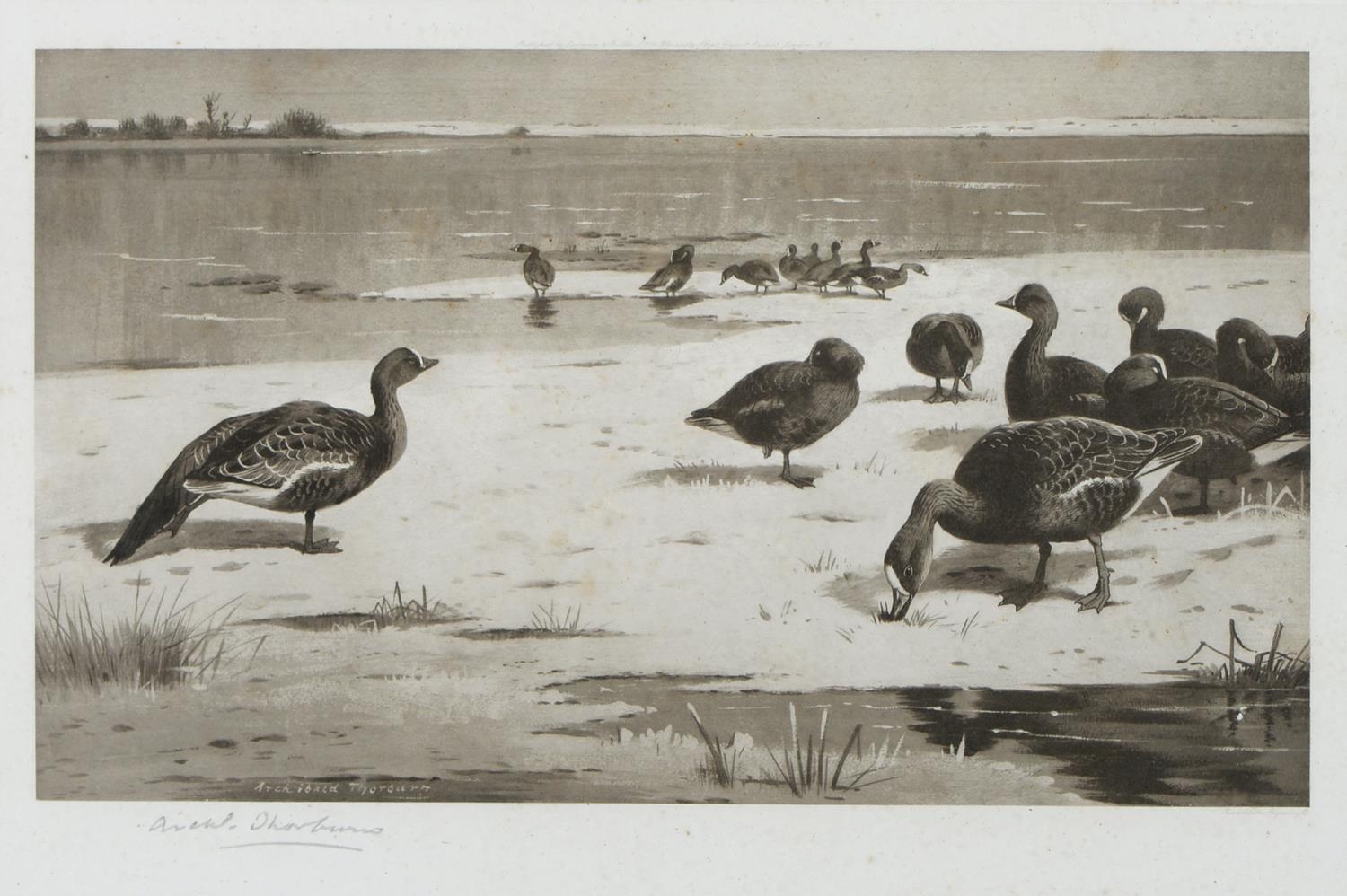 Archibald Thorburn (1860-1935) - Game Birds and Wild Fowl,  photogravures, a set of five, by the - Image 5 of 11