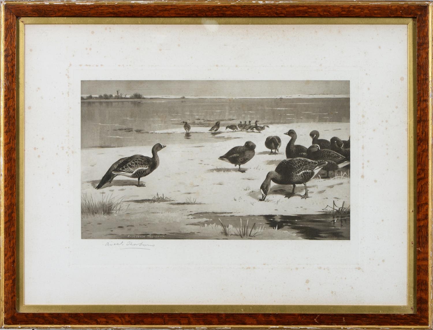 Archibald Thorburn (1860-1935) - Game Birds and Wild Fowl,  photogravures, a set of five, by the - Image 6 of 11
