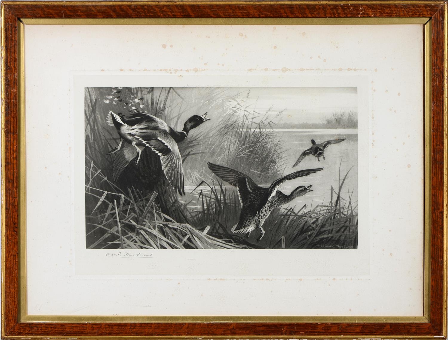 Archibald Thorburn (1860-1935) - Game Birds and Wild Fowl,  photogravures, a set of five, by the - Image 8 of 11