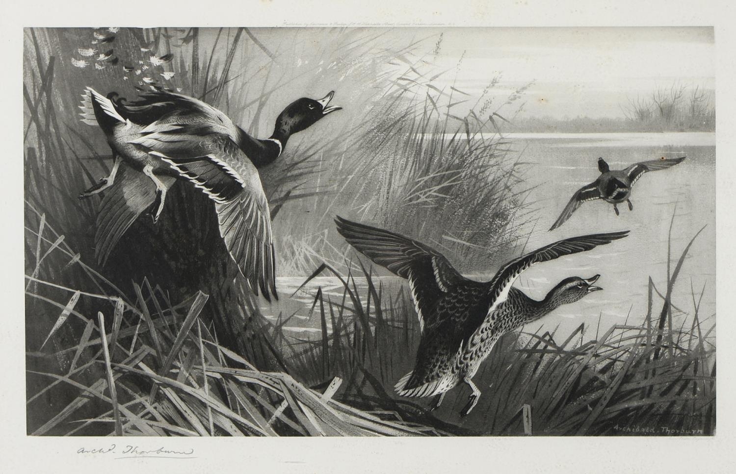 Archibald Thorburn (1860-1935) - Game Birds and Wild Fowl,  photogravures, a set of five, by the - Image 7 of 11
