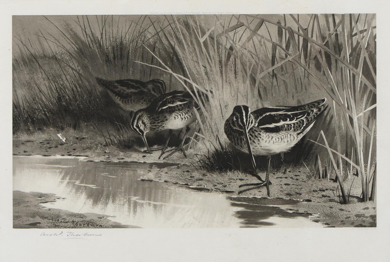 Archibald Thorburn (1860-1935) - Game Birds and Wild Fowl,  photogravures, a set of five, by the - Image 9 of 11