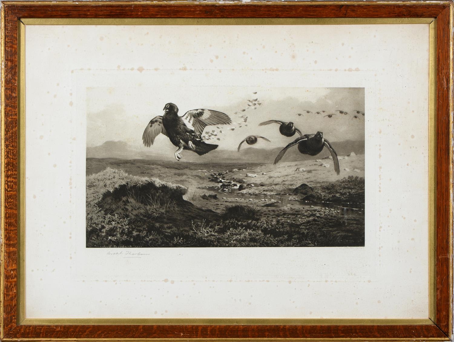 Archibald Thorburn (1860-1935) - Game Birds and Wild Fowl,  photogravures, a set of five, by the - Image 2 of 11