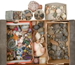 A collection of minerals, rocks and seashells, etc