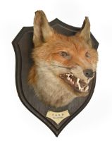 Taxidermy. Head of a fox, 1930, mounted by Rowland Ward Ltd Naturalists, The Jungle, 167