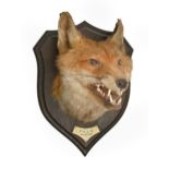 Taxidermy. Head of a fox, 1930, mounted by Rowland Ward Ltd Naturalists, The Jungle, 167