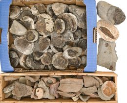 Archaeology and natural history. A box of pot shards, mostly Medieval and a collection of fossils,