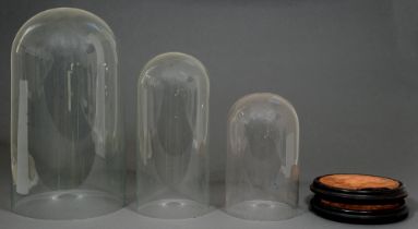 Three Victorian glass domes and a pair of turned wood stands, largest 51cm h