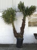 Torbay Palm tree.