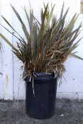 Possibly a New Zealand flax plant in a plastic dust bin.