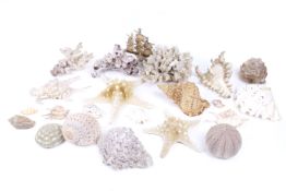 A collection of sea shells. Including coral, conch shells, ornaments, etc.