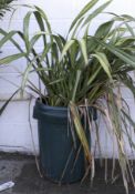 Possibly a New Zealand flax plant in a dust bin.