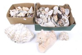 A collection of seashells and coral.