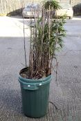 Bamboo grass plant in a green plastic dust bin.