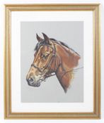 Debbie Harris, 21st century equine school, gouache. Portrait of the horse 'Ferraor Amlas Actor.