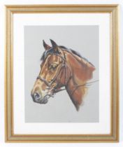 Debbie Harris, 21st century equine school, gouache. Portrait of the horse 'Ferraor Amlas Actor.