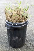 Bamboo grass plant in a black plastic dust bin.