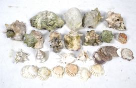 An assortment of various sized (mostly large) sea shells.