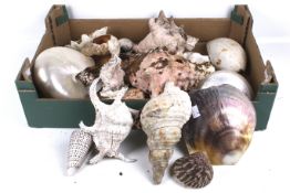 A quantity of various sized sea shells. To include Conch, Nautilus, Clam, etc.