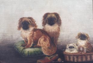 Charles Webb, oil on board, 'Anticipation', depicting a group of Pekingese dogs. Framed.