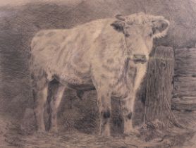 B Gillard (20th century), pencil sketch of a cow. Signed and dated '1901' (lower left), 27.5cm x 36.