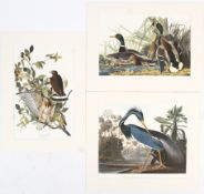 After John James Audubon (1785-1851), three mounted coloured prints of birds.