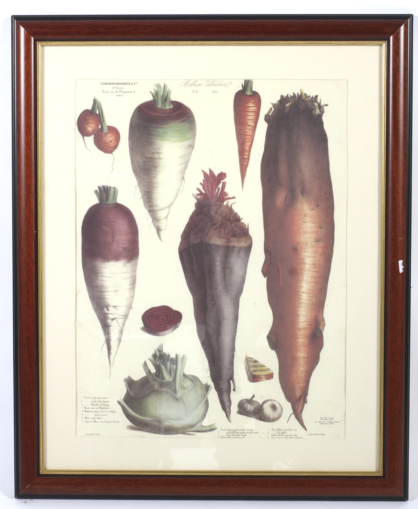 Album Vilmorin, print of root vegetables, No 4 1853. Framed and glazed. - Image 2 of 2