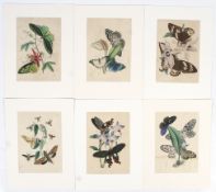 After John Obadiah Westwood (1805-1893), a collection of six hand coloured butterfly engravings.