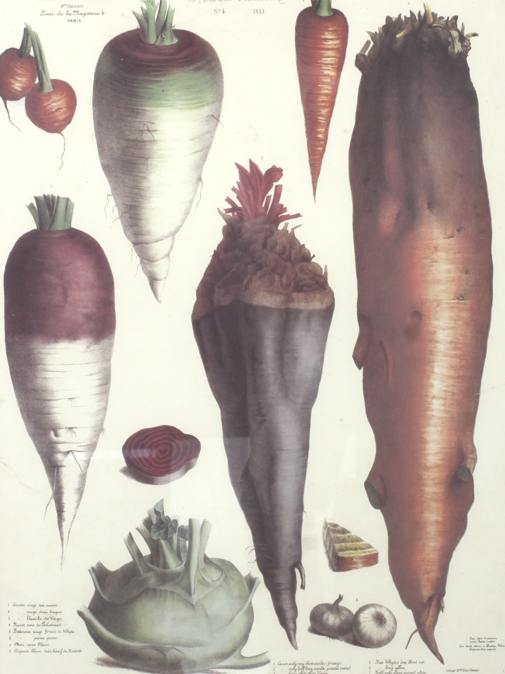 Album Vilmorin, print of root vegetables, No 4 1853. Framed and glazed.