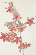 A large 20th century watercolour picture of 'flowering quince'. Unsigned. Framed and glazed.