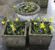 A pair of square reconstituted stone planters and an urn. All planted with crocuses and daffodils.