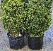 A pair of privet bushes in black plastic pots.