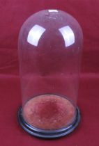 A cylindrical glass dome. Mounted on a circular ebonised base, on bun feet.