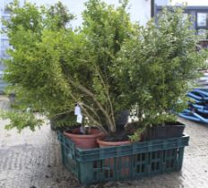 Four small box hedges. In pots. Max.