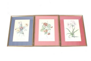 Three botanical flower prints.