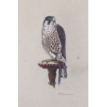 Mary Clare Critchley-Salmonson, (British, born 1947), gouache on paper, peregrine falcon.